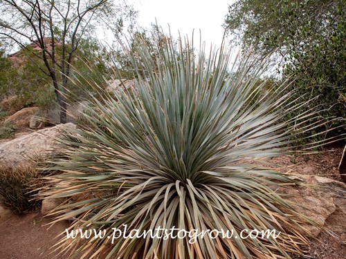 Spoon Yucca (Dasylirion wheeleri) 
A large plant growing in the botanical garden.